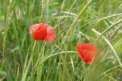 poppy: any plant of the genus Papaver or the family Papaveraceae, with crumpled, often red, petals and a...