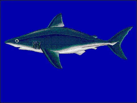porbeagle: a large pelagic predatory shark, Lamna nasus, of the Atlantic