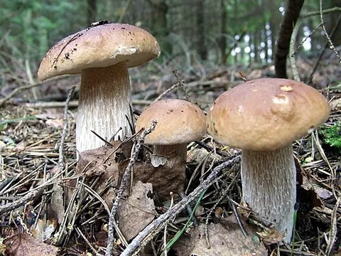 porcini: an edible mushroom (Boletus edulis), prized for its flavor