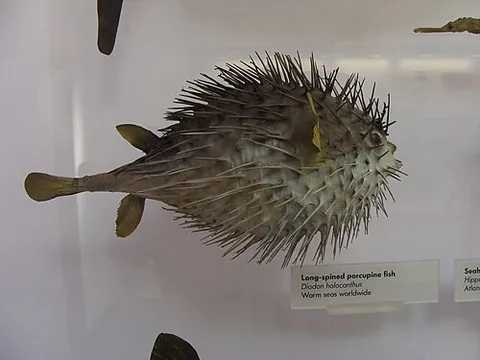 porcupine fish: any of several tropical fish species in the family Diodontidae that are covered with sharp spines...