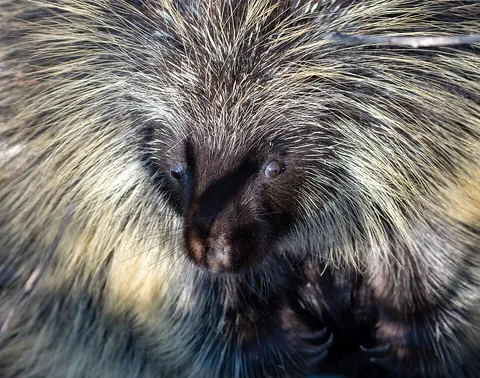 porcupine: any of several rodents of either of the taxonomic families Hystricidae (Old World porcupines) or...