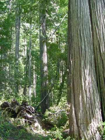 port orford cedar: the conifer Chamaecyparis lawsoniana