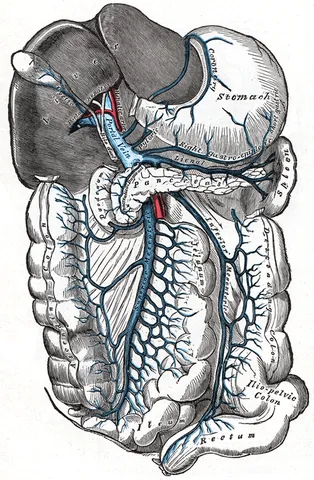portal vein: a short, wide vein located in the abdominal cavity formed by the union of the superior mesenteric...