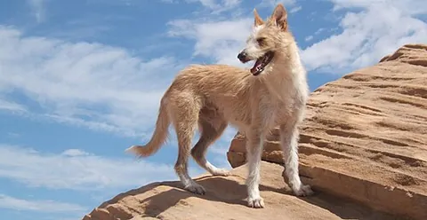 portuguese podengo: a hound (sight dog and scent dog) breed from Portugal