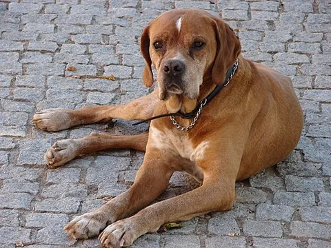 portuguese pointer: a breed of dog developed as a gun dog in Portugal