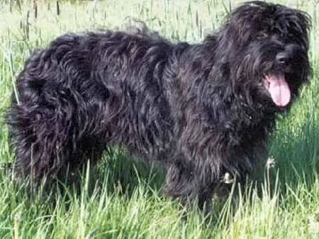 portuguese sheepdog: a medium-sized breed of dog of the herding dog type, one of the indigenous regional dogs of Portugal