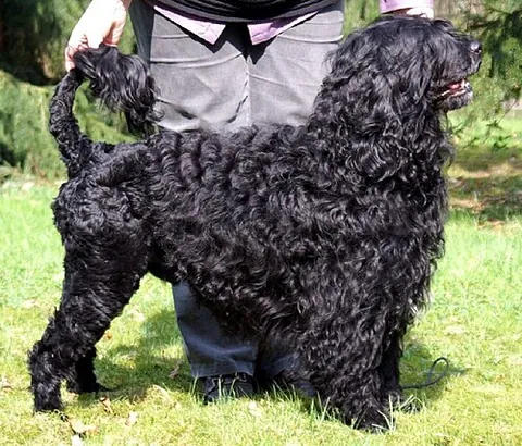 portuguese water dog: a water spaniel breed of gun dog originating in Portugal