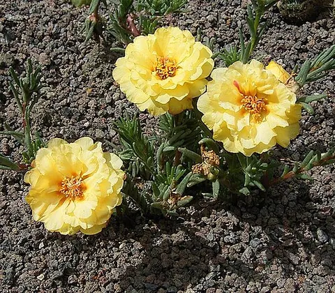portulaca: any plant in the genus Portulaca