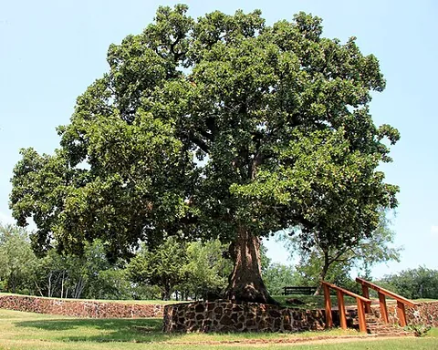 post oak: any of the species Quercus stellata (family Fagaceae), of trees native to North America