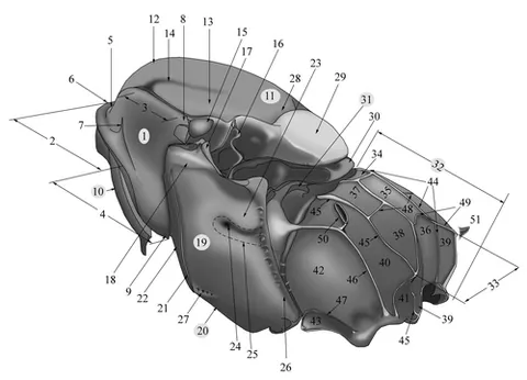 postscutellum: the hindmost dorsal piece of a thoracic somite of an insect; the plate behind the scutellum