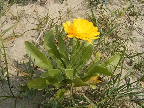 pot marigold: calendula officinalis, a species of marigold