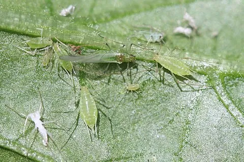 potato aphid: a sap-sucking pest insect, of species Macrosiphum euphorbiae