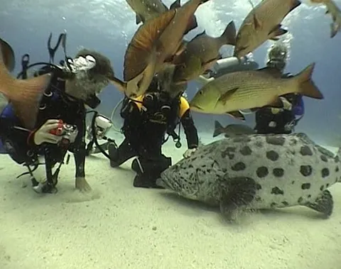 potato cod: epinephelus tukula, a large fish found in the tropical Indian and Pacific Oceans