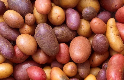 potato: the edible starchy tuber of the plant species Solanum tuberosum