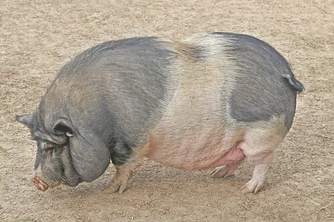 potbellied pig: a small Vietnamese domesticated pig, sometimes kept as a pet
