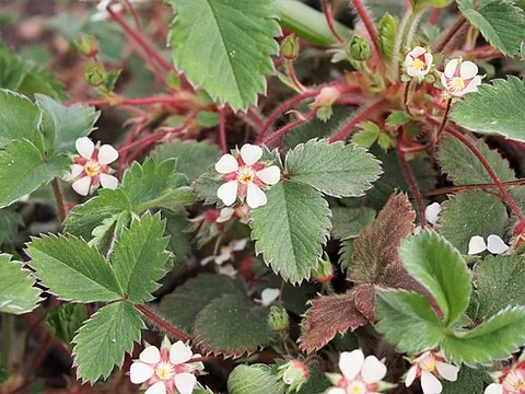 potentilla: any of many shrubs and herbs of the genus Potentilla; the cinquefoils