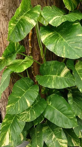 pothos: any vine of species Epipremnum aureum, widely cultivated as a houseplant, once classified in the...