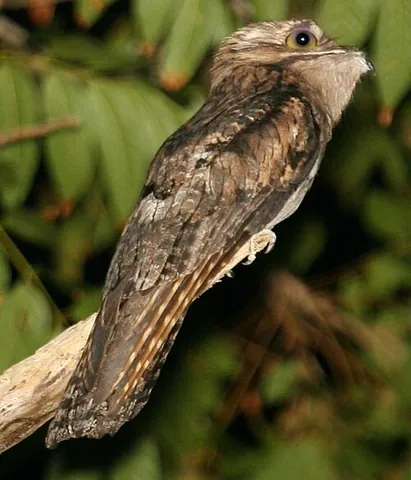 potoo: any species of the family Nyctibiidae within the order Nyctibiiformes related to the nightjars...