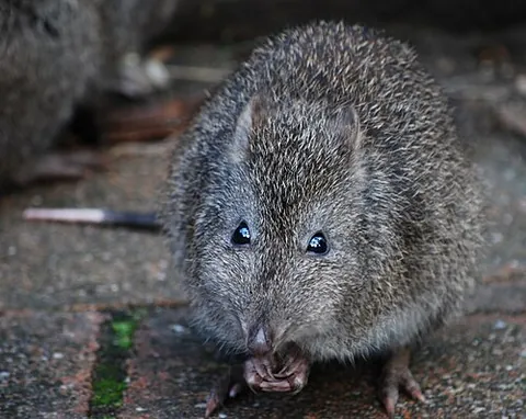 potoroo: any small marsupial of the genus Potorous, endemic to Australia