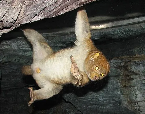 potto: a small primate of the genus Perodicticus, native to the tropical rainforests of Africa