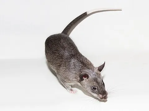 pouched rat: a rodent native to Africa belonging to the subfamily Cricetomyinae