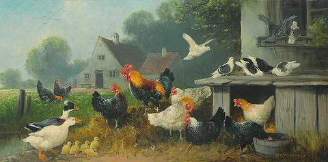 poultry: domestic fowl (e.g. chickens, ducks, turkeys, geese) raised for food (meat, eggs, or both)