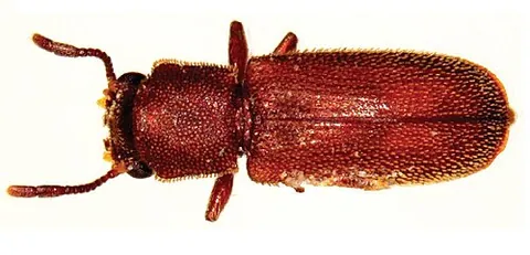 powder-post beetle: any of a group of seventy species of woodboring beetles classified in the insect subfamily Lyctinae