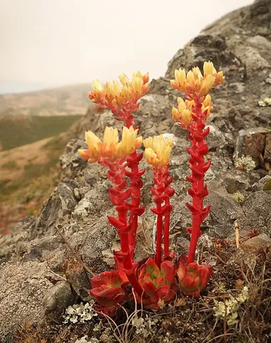 powdery liveforever: dudleya farinosa, a prized ornamental of highly variable, often spectacular appearance, native to...
