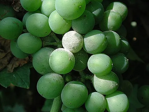 powdery mildew: a mildew affecting many important food crops, caused by fungi of the order Erysiphales