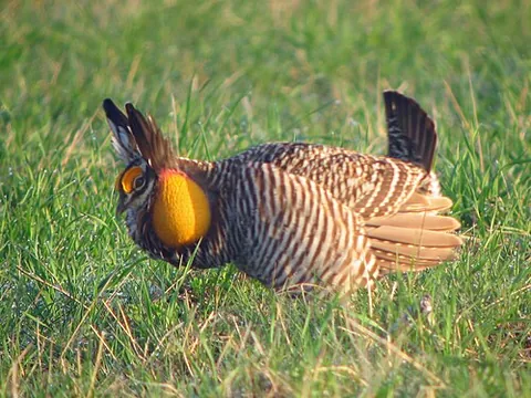 prairie chicken: greater prairie chicken (Tympanuchus cupido) including the extinct heath hen