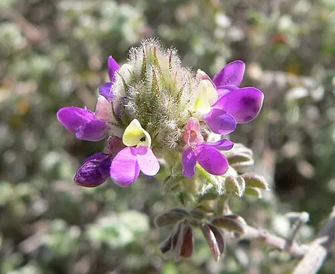 prairie clover: a genus, Dalea, in the family Fabaceae