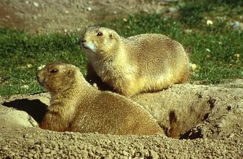 prairie dog: any member of the genus Cynomys, small, stout-bodied burrowing rodents with shallow cheek pouches,...