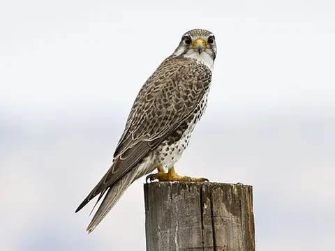 prairie falcon: a falcon of species Falco mexicanus, generally of arid western North America