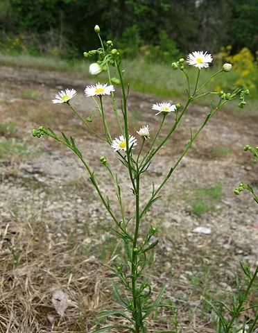 prairie fleabane: a type of flowering plant of species Erigeron strigosus, native to North America and naturalized in...