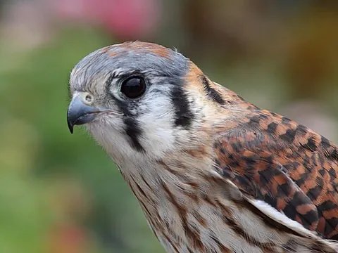 prairie hawk: an American kestrel (Falco sparverius)