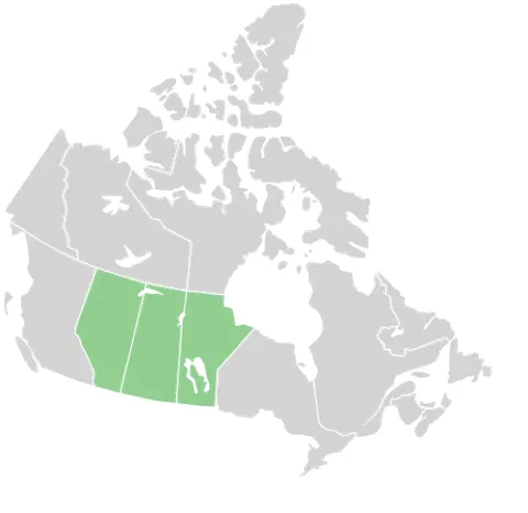 prairie provinces: a geographic region of Canada comprising Alberta, Saskatchewan, and Manitoba