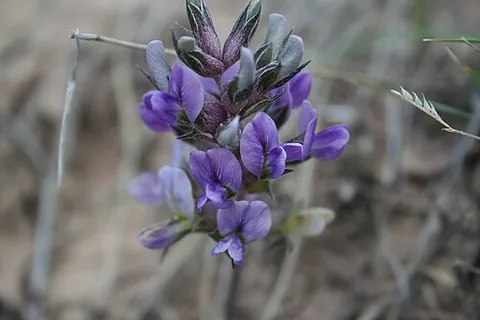 prairie turnip: psoralea esculenta, a herbaceous perennial native to central North America