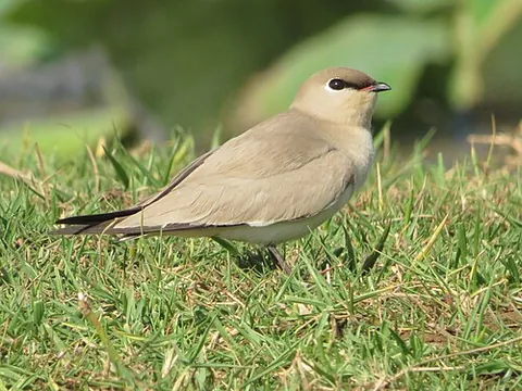 pratincole: any of several species of birds in the genera Glareola and Stiltia
