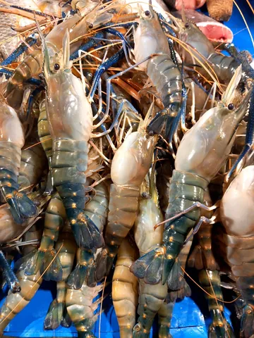 prawn: a crustacean of the suborder Dendrobranchiata
