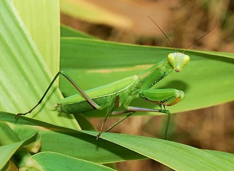 praying mantis: any of various predatory, cannibalistic insects of the order Mantodea that have a prayer-like stance