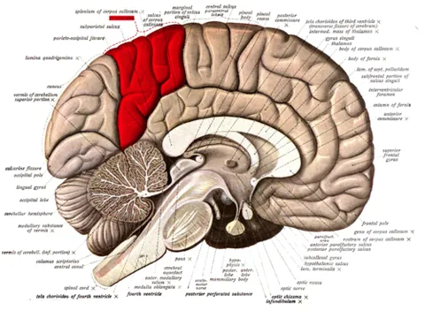 precuneus: a division of the medial surface of the parietal lobe of the cerebrum