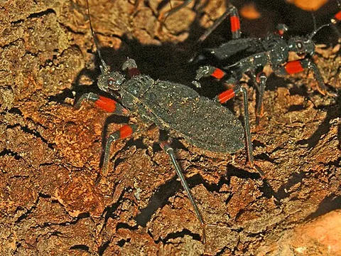 predator bug: any of several species of African assassin bugs, especially Platymeris rhadamanthus