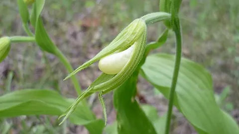 preflowering: prior to flowering