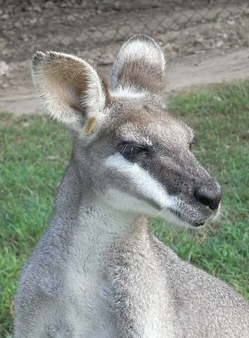 pretty-faced wallaby: a wallaby of species Macropus parryi. endemic to Queensland and northern New South Wales