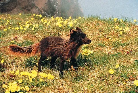 pribilof fox: a subspecies of arctic fox endemic to the Pribilof Islands that exhibits predominantly dark fur;...