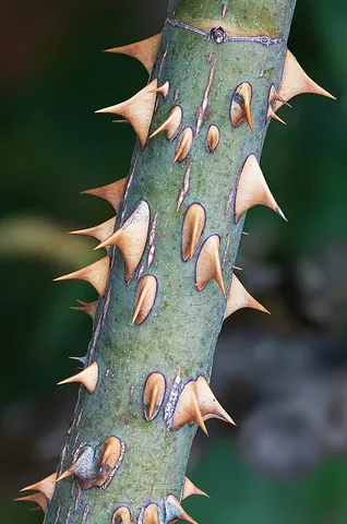 prickle: a sharp and often small point, especially that of a plant; a thorn