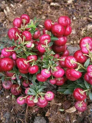 prickly heath: a shrub, Gaultheria mucronata, native to southern South America