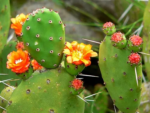 prickly pear: any of various spiny cacti of the genus Opuntia