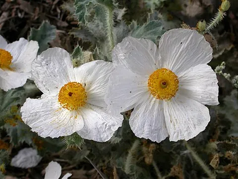 prickly poppy: any in genus Argemone of poppies, which is prickly