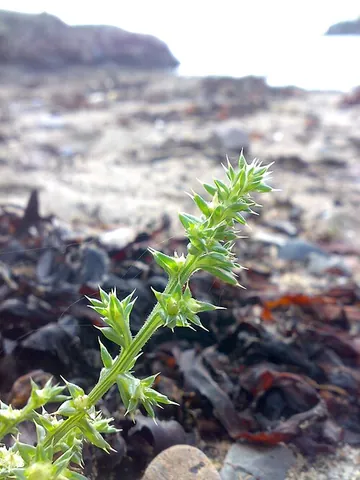 prickly saltwort: salsola kali (syn. Kali turgidum), a coastal, halophilic, annual plant, with succulent, spiny leaves